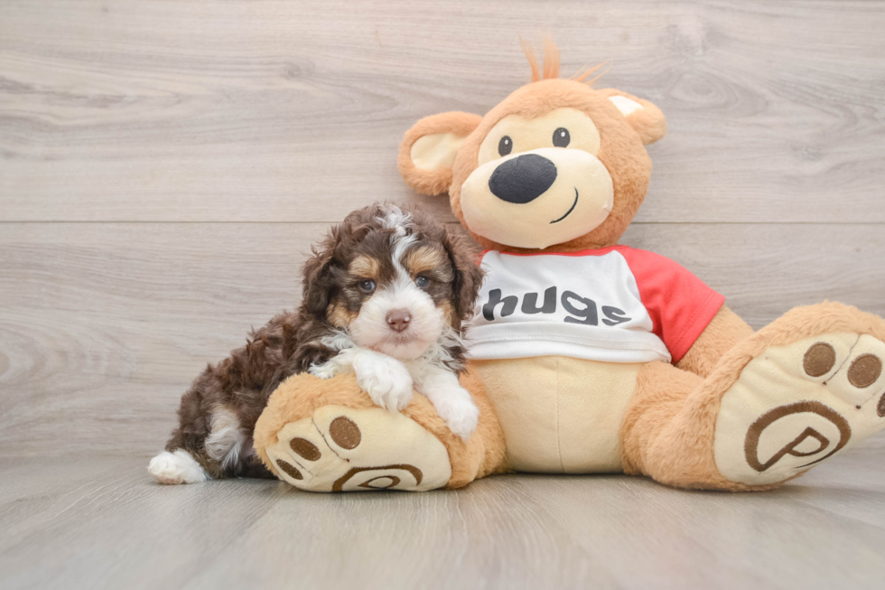 Best Mini Aussiedoodle Baby