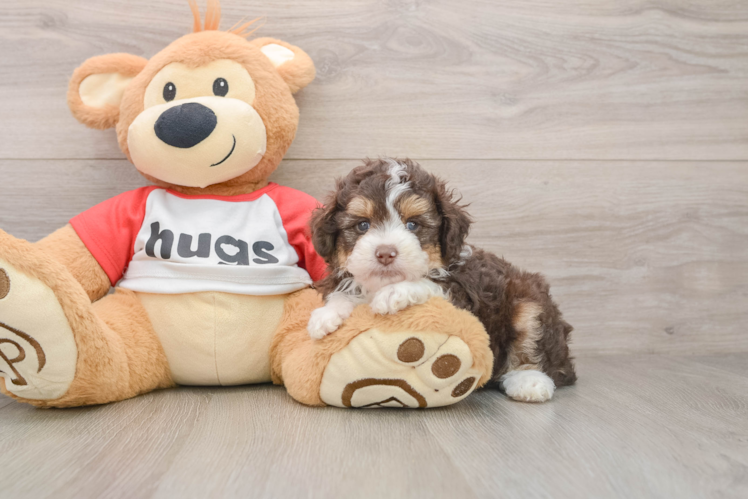 Best Mini Aussiedoodle Baby