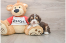 Best Mini Aussiedoodle Baby