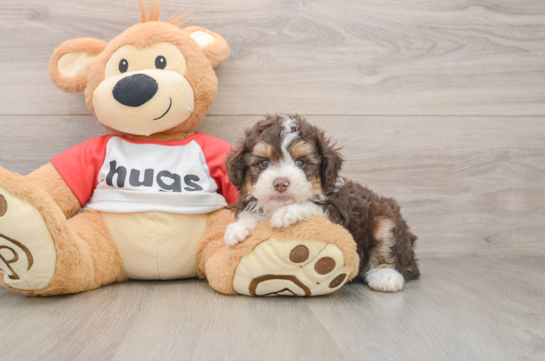 Best Mini Aussiedoodle Baby