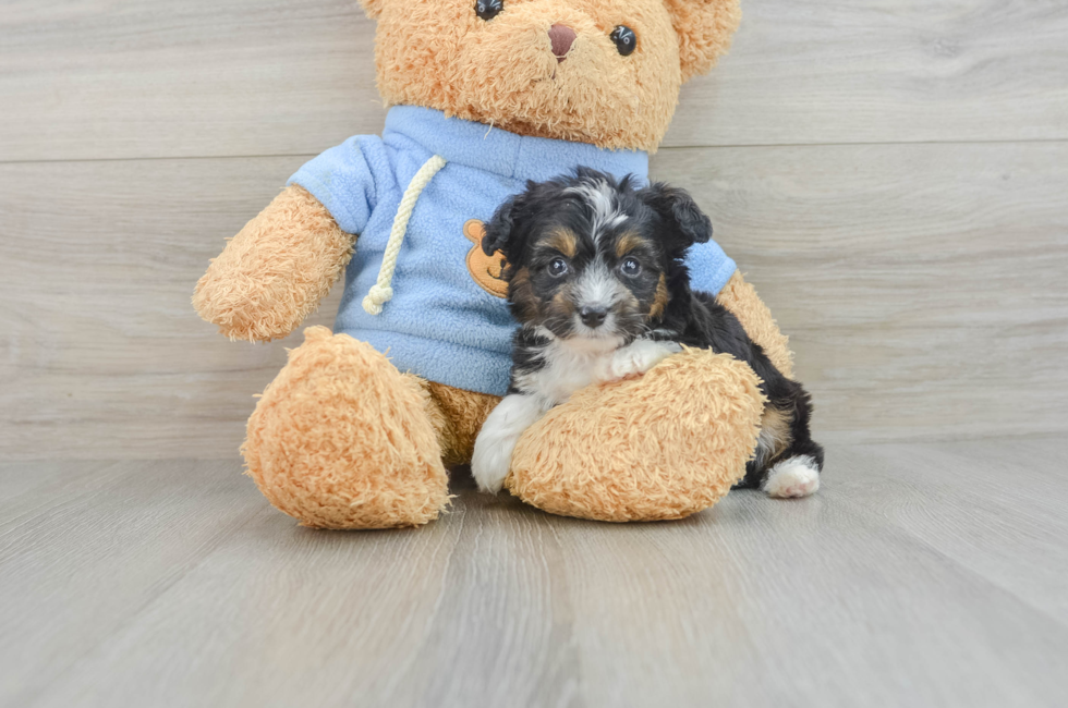 7 week old Mini Aussiedoodle Puppy For Sale - Premier Pups