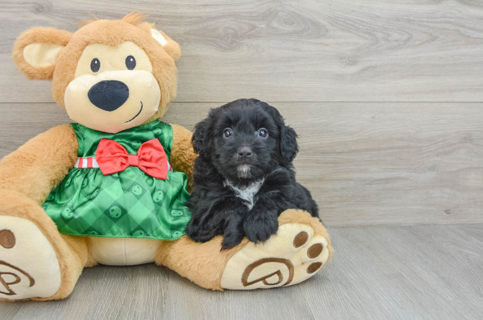 5 week old Mini Aussiedoodle Puppy For Sale - Premier Pups