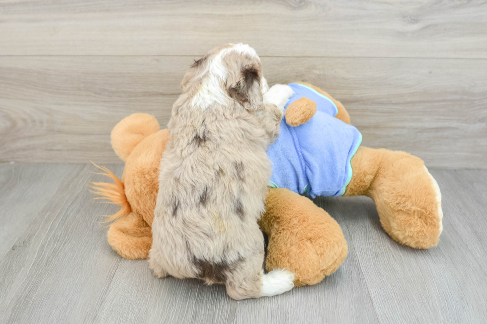 Best Mini Aussiedoodle Baby