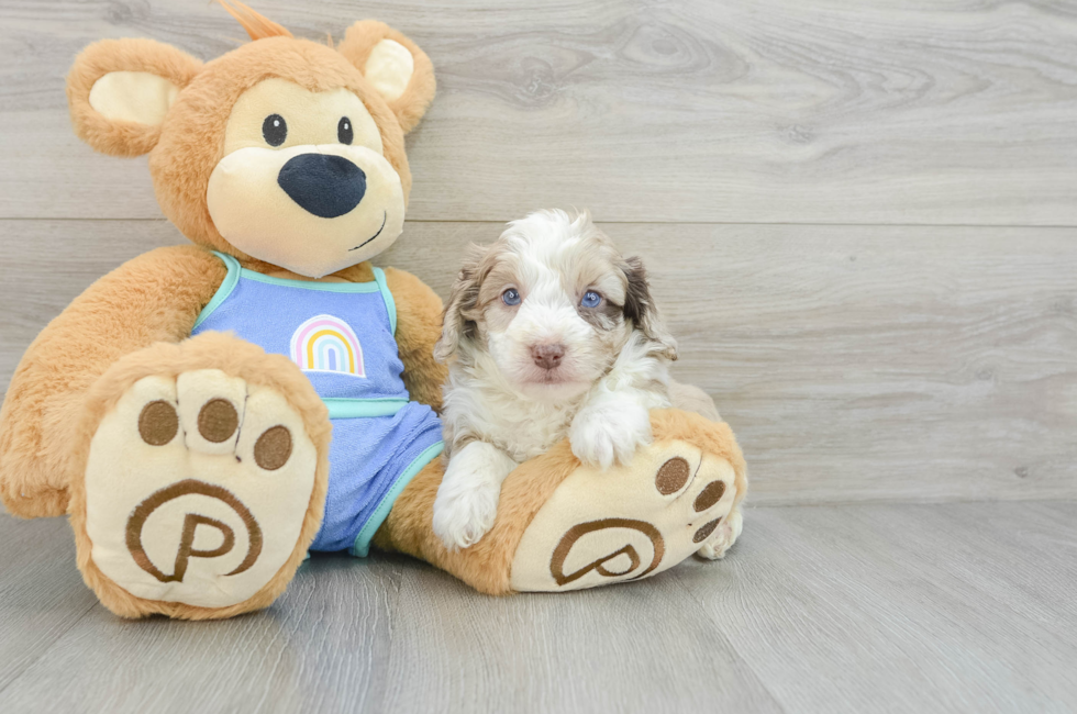 6 week old Mini Aussiedoodle Puppy For Sale - Premier Pups