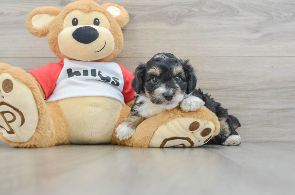 6 week old Mini Aussiedoodle Puppy For Sale - Premier Pups