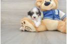 Mini Aussiedoodle Puppy for Adoption