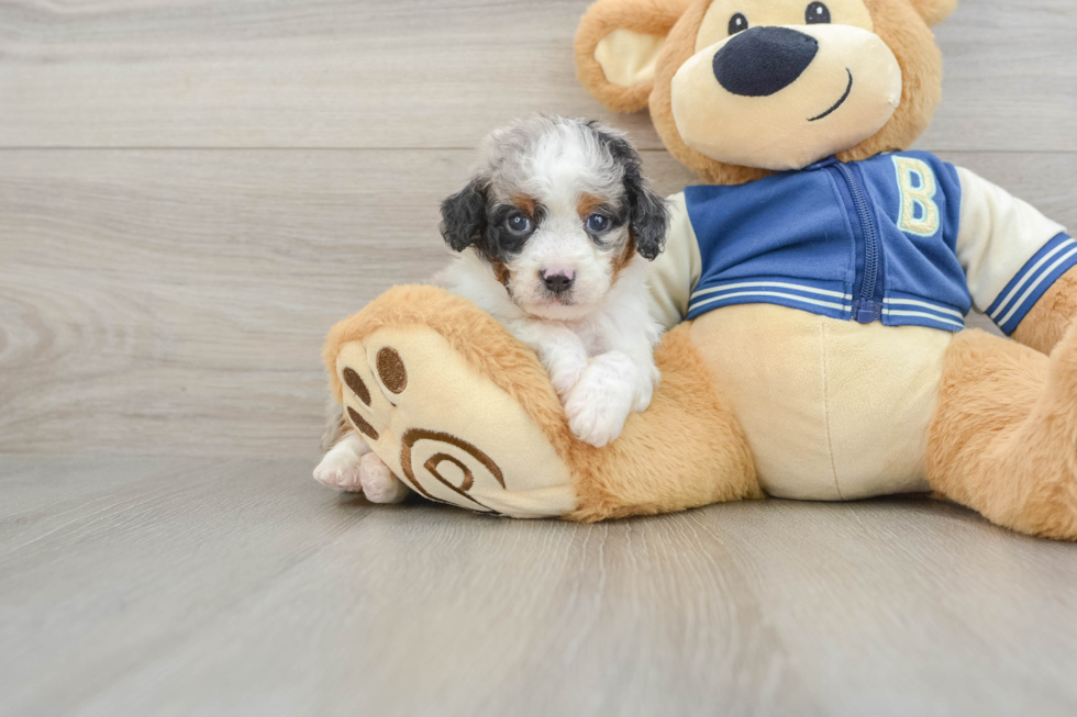 Mini Aussiedoodle Puppy for Adoption