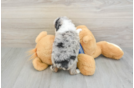 Mini Aussiedoodle Pup Being Cute