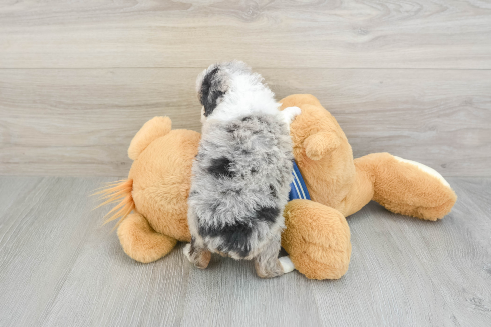 Mini Aussiedoodle Pup Being Cute