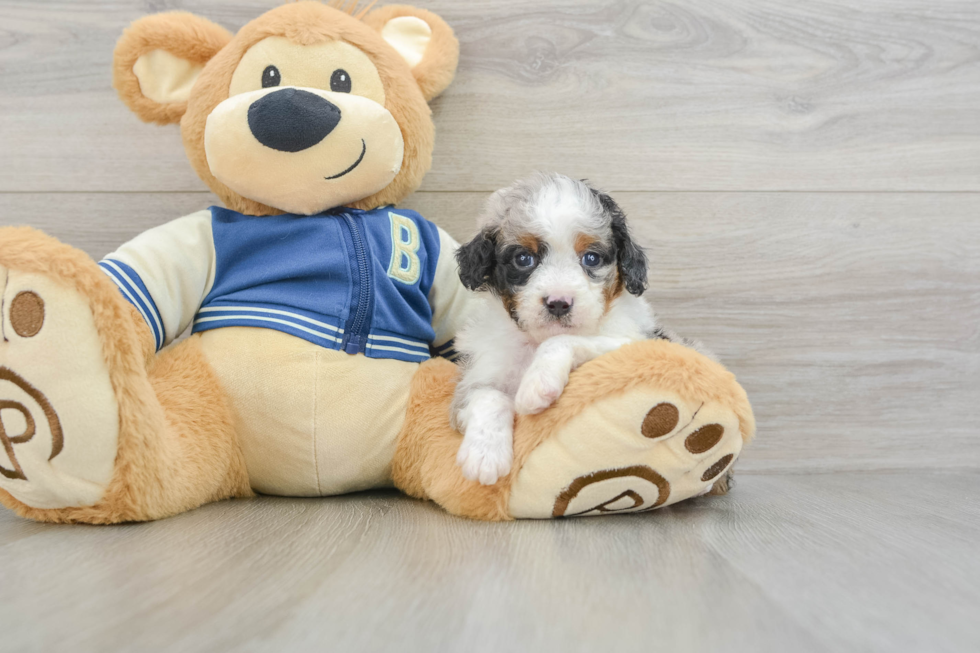 Best Mini Aussiedoodle Baby