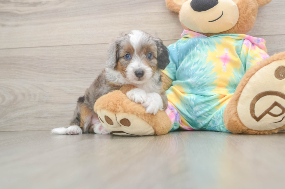 5 week old Mini Aussiedoodle Puppy For Sale - Premier Pups