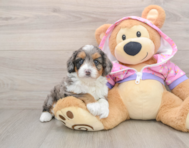 6 week old Mini Aussiedoodle Puppy For Sale - Premier Pups