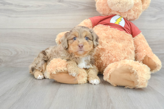 Sweet Mini Aussiedoodle Baby