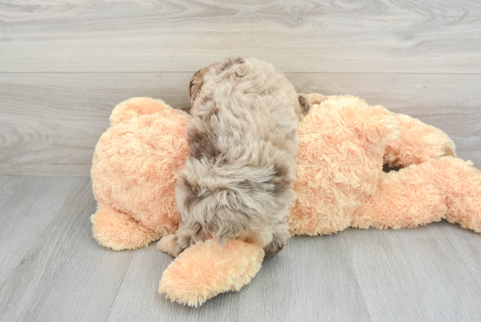 Best Mini Aussiedoodle Baby