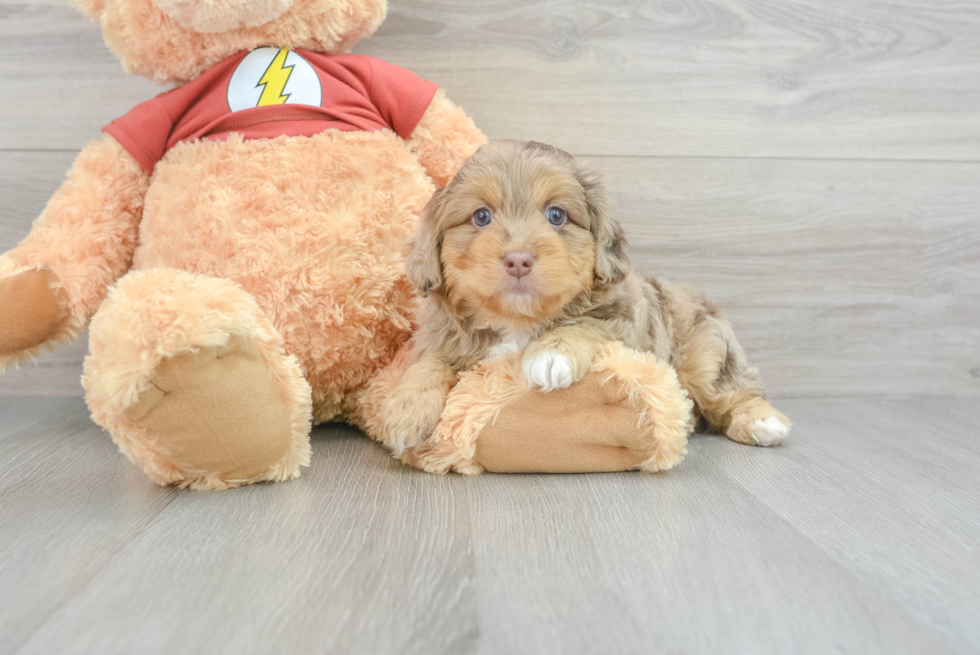 Best Mini Aussiedoodle Baby