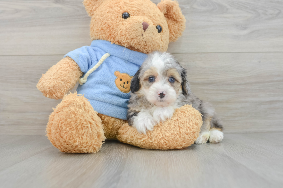 7 week old Mini Aussiedoodle Puppy For Sale - Premier Pups