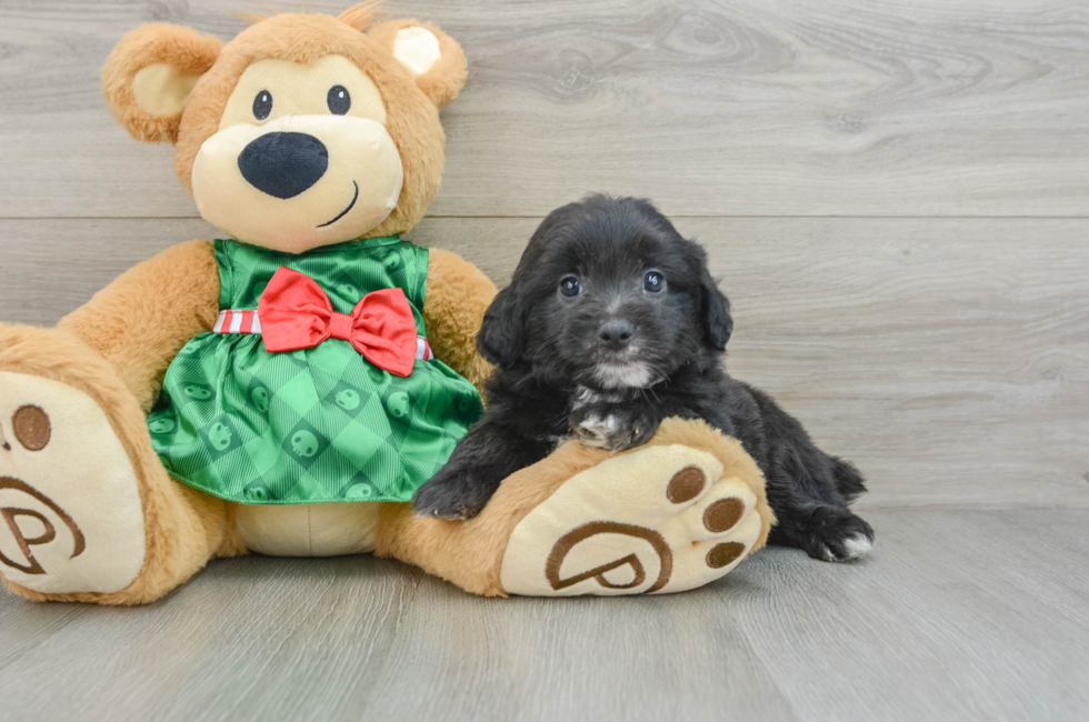 5 week old Mini Aussiedoodle Puppy For Sale - Premier Pups