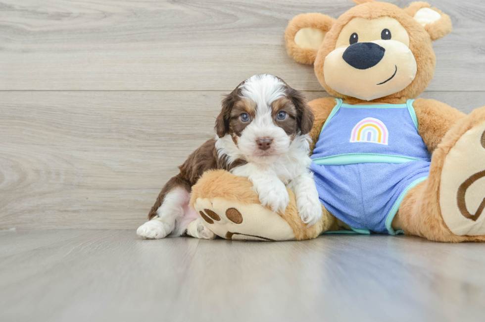 6 week old Mini Aussiedoodle Puppy For Sale - Premier Pups