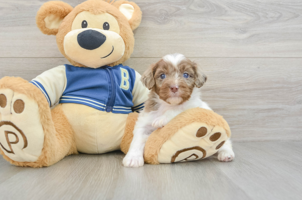 6 week old Mini Aussiedoodle Puppy For Sale - Premier Pups