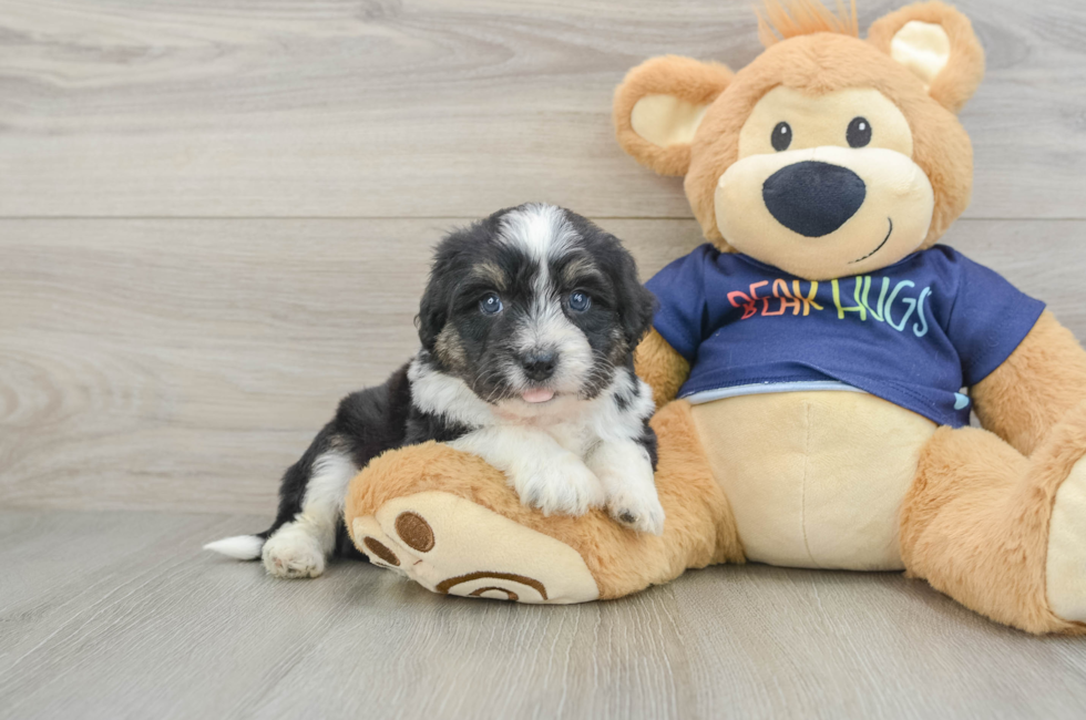 5 week old Mini Aussiedoodle Puppy For Sale - Premier Pups