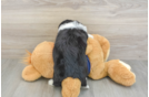 Popular Mini Aussiedoodle Poodle Mix Pup