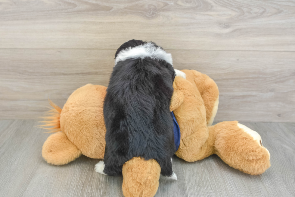 Popular Mini Aussiedoodle Poodle Mix Pup