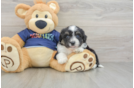 Best Mini Aussiedoodle Baby