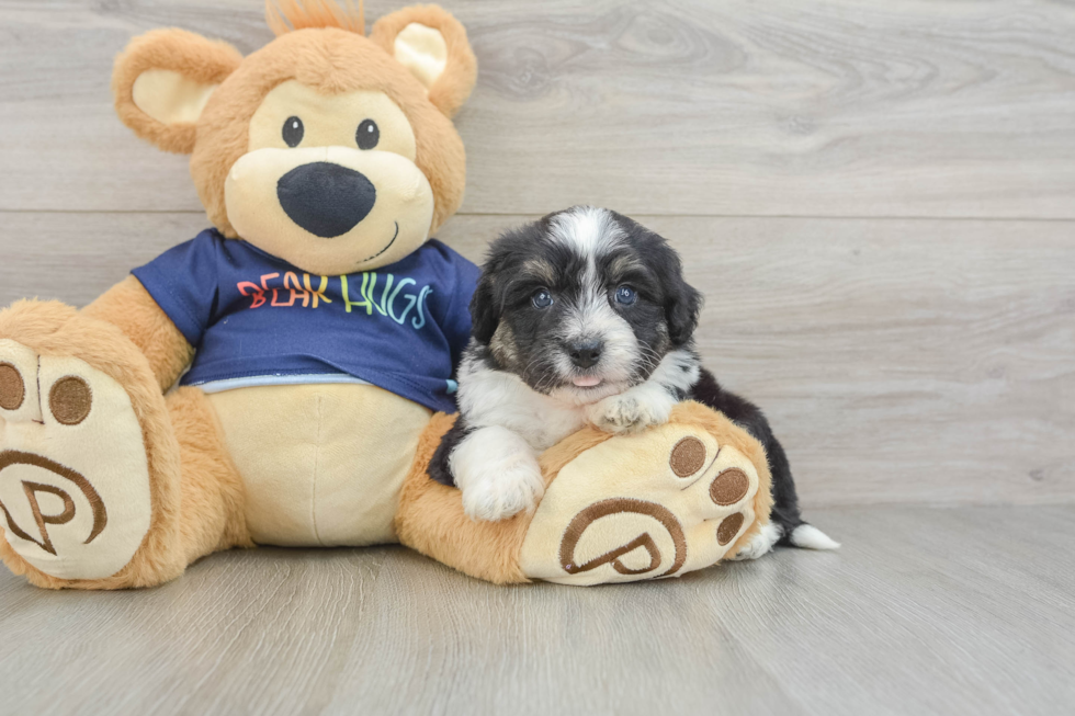 Best Mini Aussiedoodle Baby