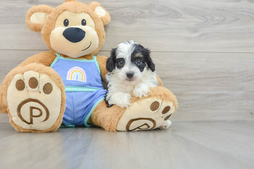 6 week old Mini Aussiedoodle Puppy For Sale - Premier Pups