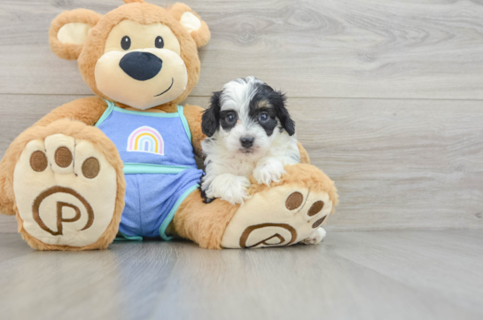 Popular Mini Aussiedoodle Poodle Mix Pup