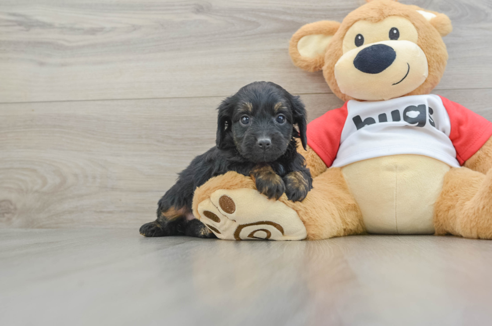 6 week old Mini Aussiedoodle Puppy For Sale - Premier Pups