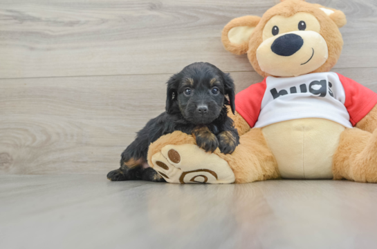 Friendly Mini Aussiedoodle Baby