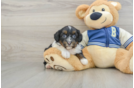 Mini Aussiedoodle Pup Being Cute