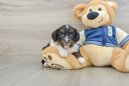 Mini Aussiedoodle Pup Being Cute