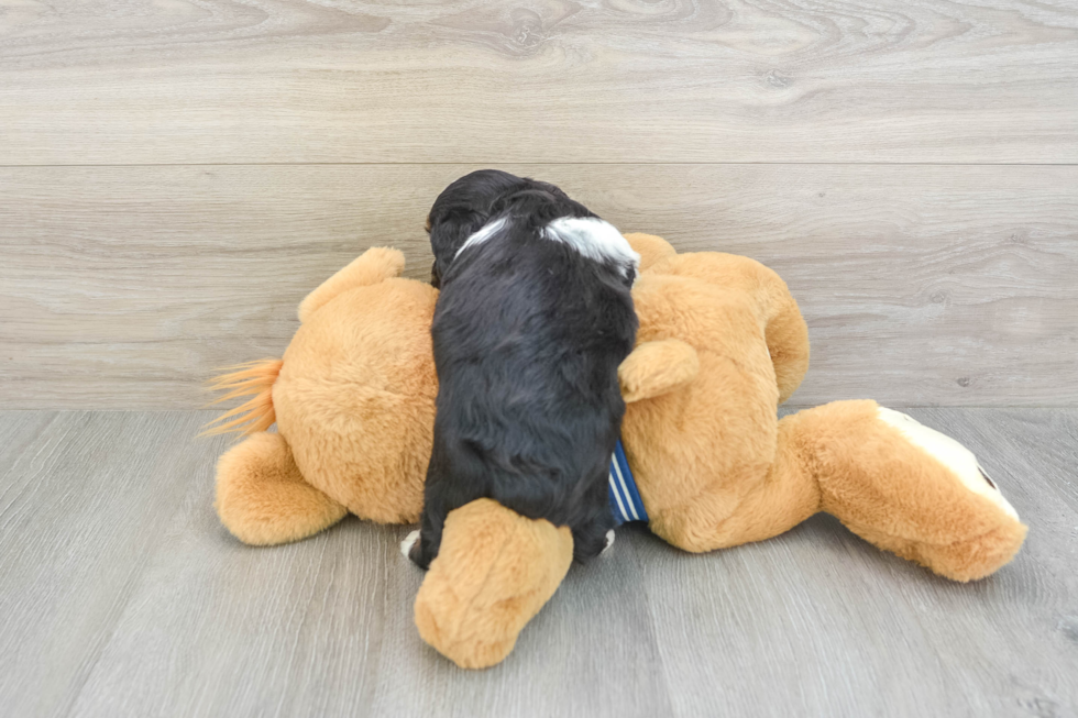 Mini Aussiedoodle Pup Being Cute