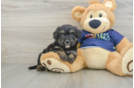 Best Mini Aussiedoodle Baby