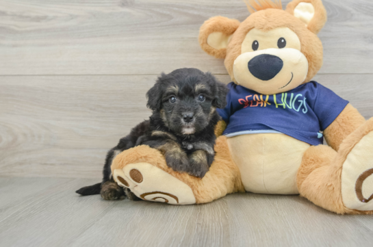 Best Mini Aussiedoodle Baby