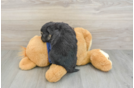Funny Mini Aussiedoodle Poodle Mix Pup