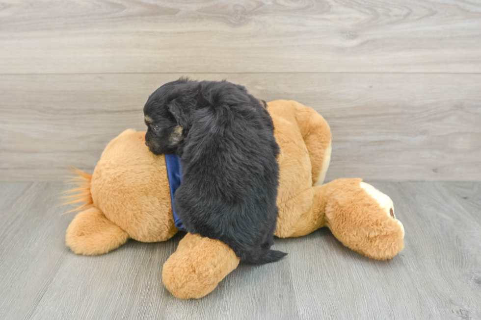 Funny Mini Aussiedoodle Poodle Mix Pup