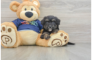Mini Aussiedoodle Pup Being Cute