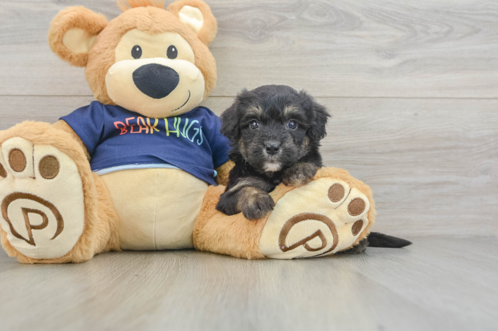 Mini Aussiedoodle Pup Being Cute