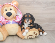 6 week old Mini Aussiedoodle Puppy For Sale - Premier Pups