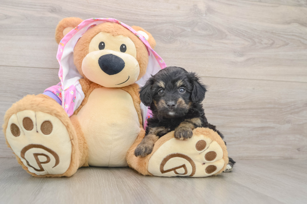 Mini Aussiedoodle Puppy for Adoption