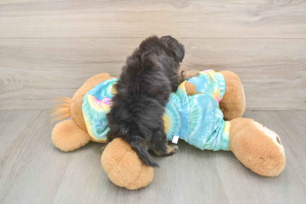 Small Mini Aussiedoodle Baby