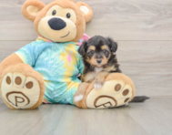 6 week old Mini Aussiedoodle Puppy For Sale - Premier Pups