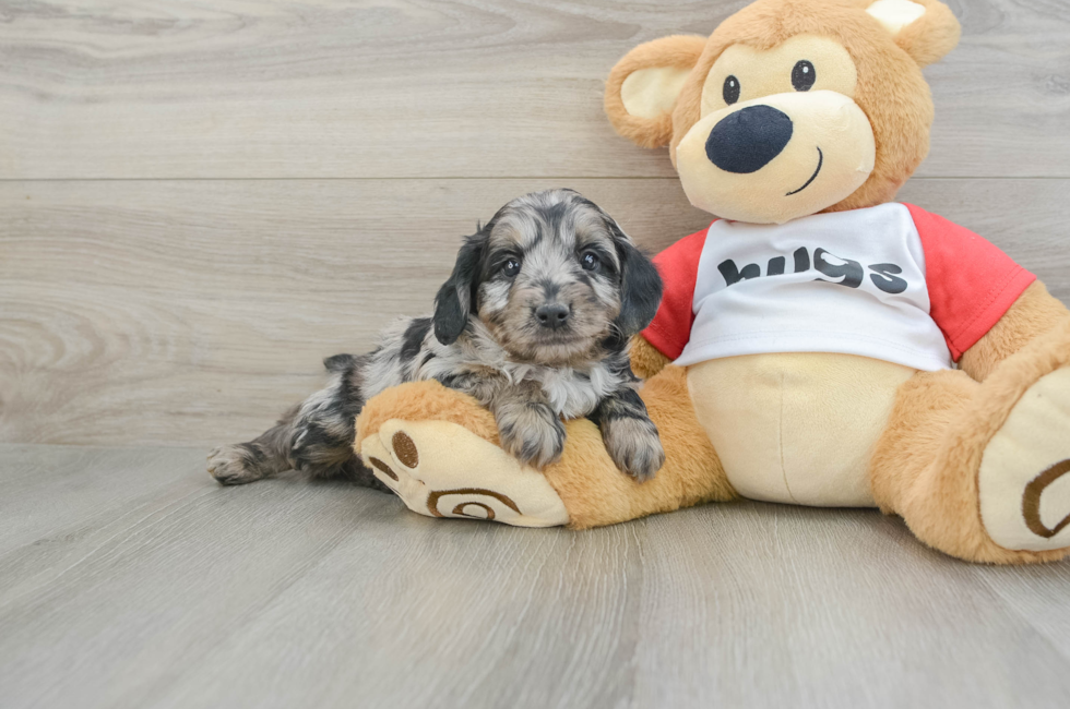 6 week old Mini Aussiedoodle Puppy For Sale - Premier Pups