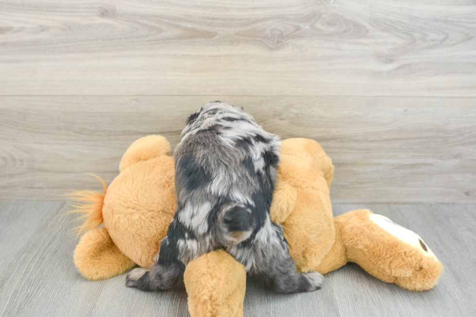 Energetic Aussie Poo Poodle Mix Puppy