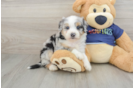 Fluffy Mini Aussiedoodle Poodle Mix Pup