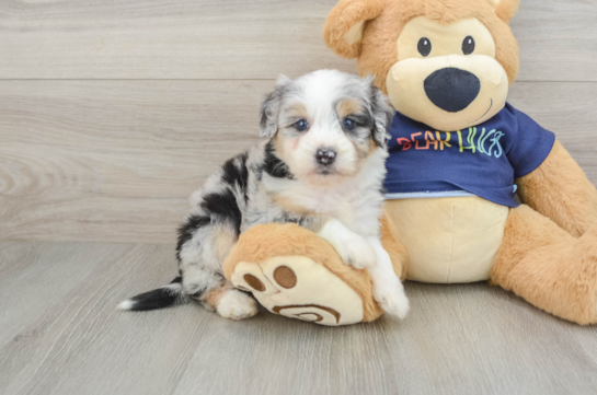 Fluffy Mini Aussiedoodle Poodle Mix Pup