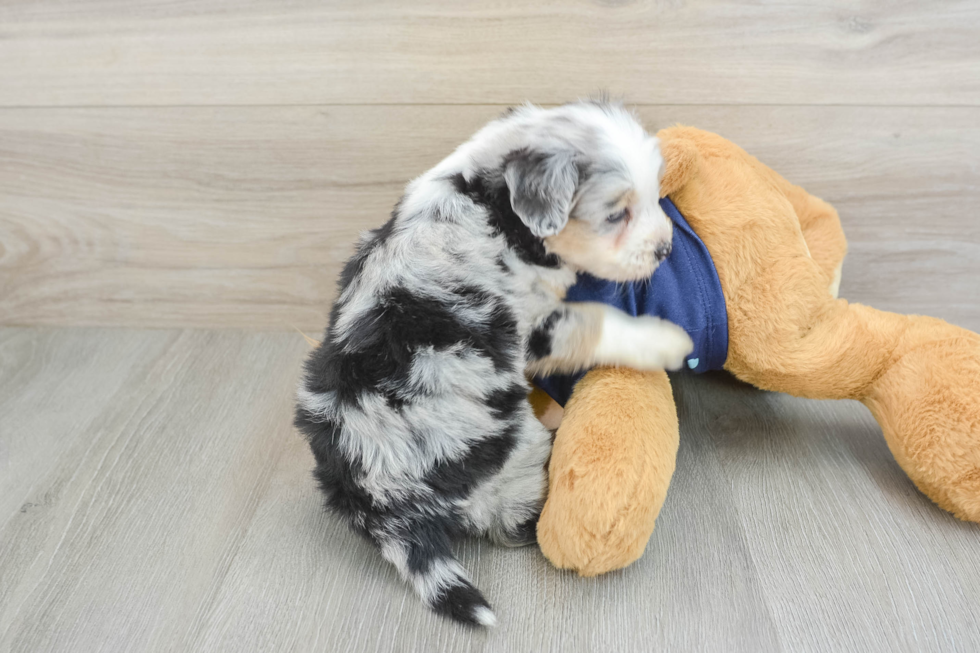 Friendly Mini Aussiedoodle Baby
